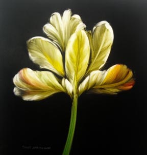 White Tulip by Jamie Barthel